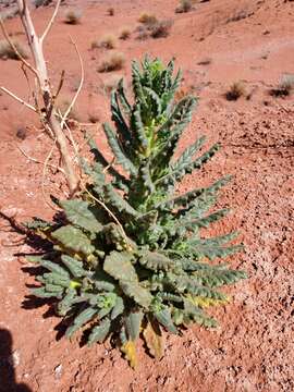 Image of Palmer's phacelia