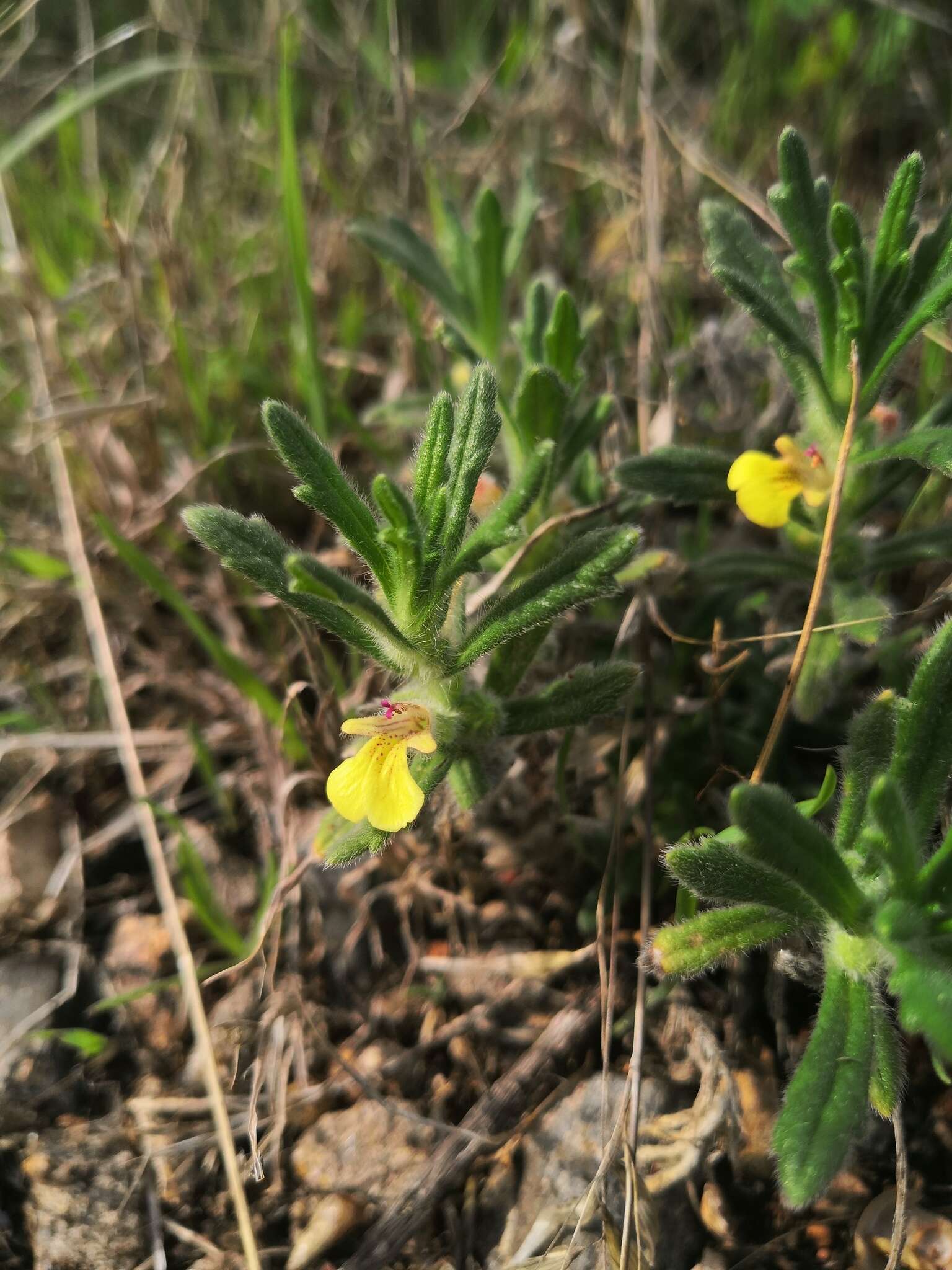 Image of Southern Bugle