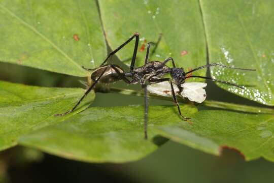 Image of Dolichoderus rugosus (Smith 1851)