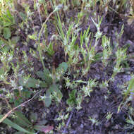 Image of Narrow-leaved cudweed