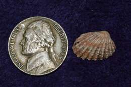 Cardites floridanus (Conrad 1838) resmi