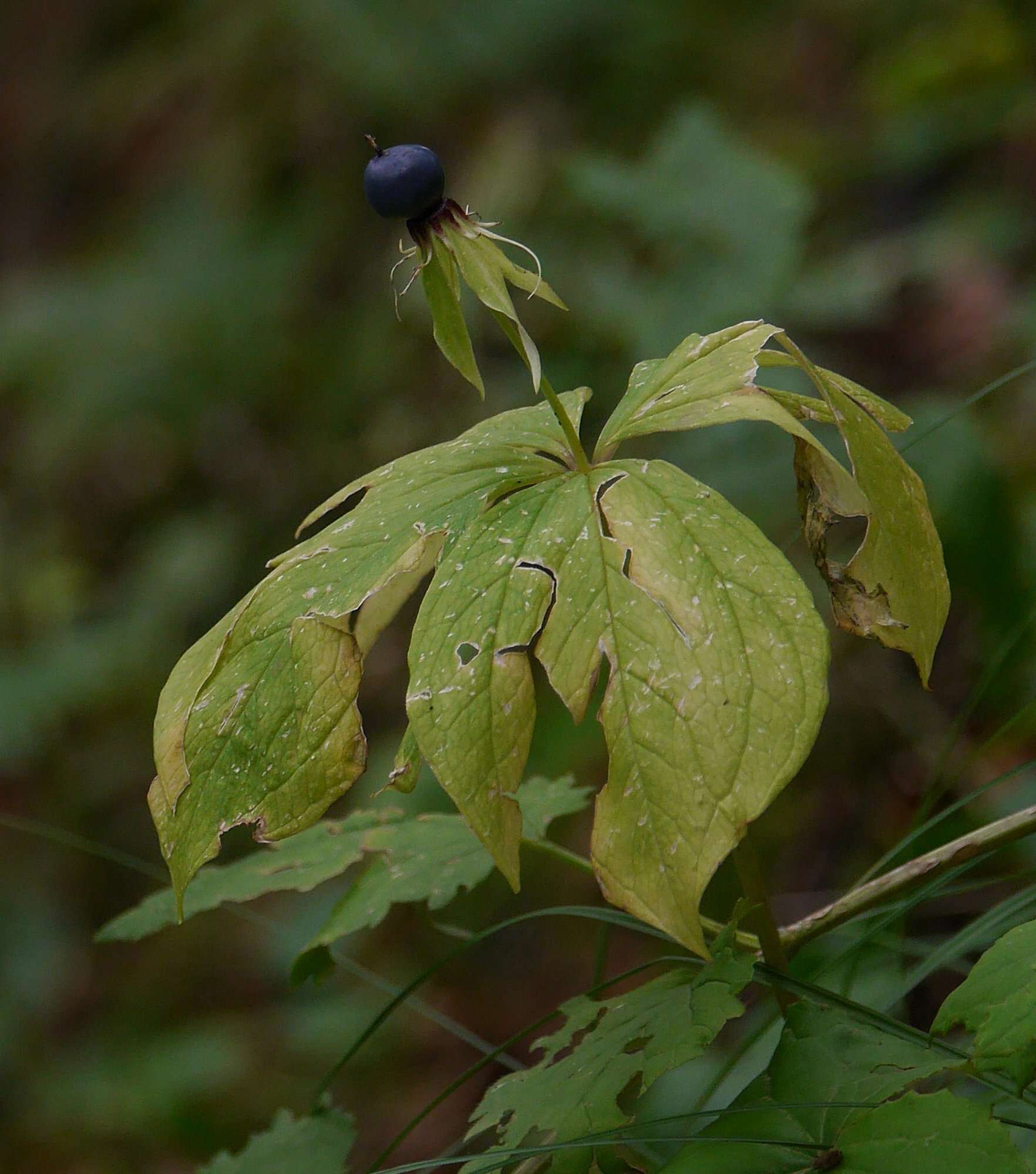 Image of herb Paris