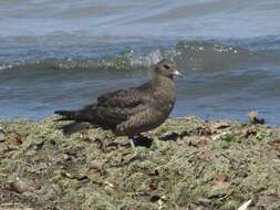 Image of Arctic Skua