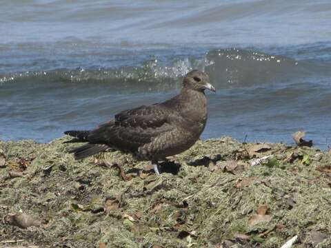 Image of Arctic Skua