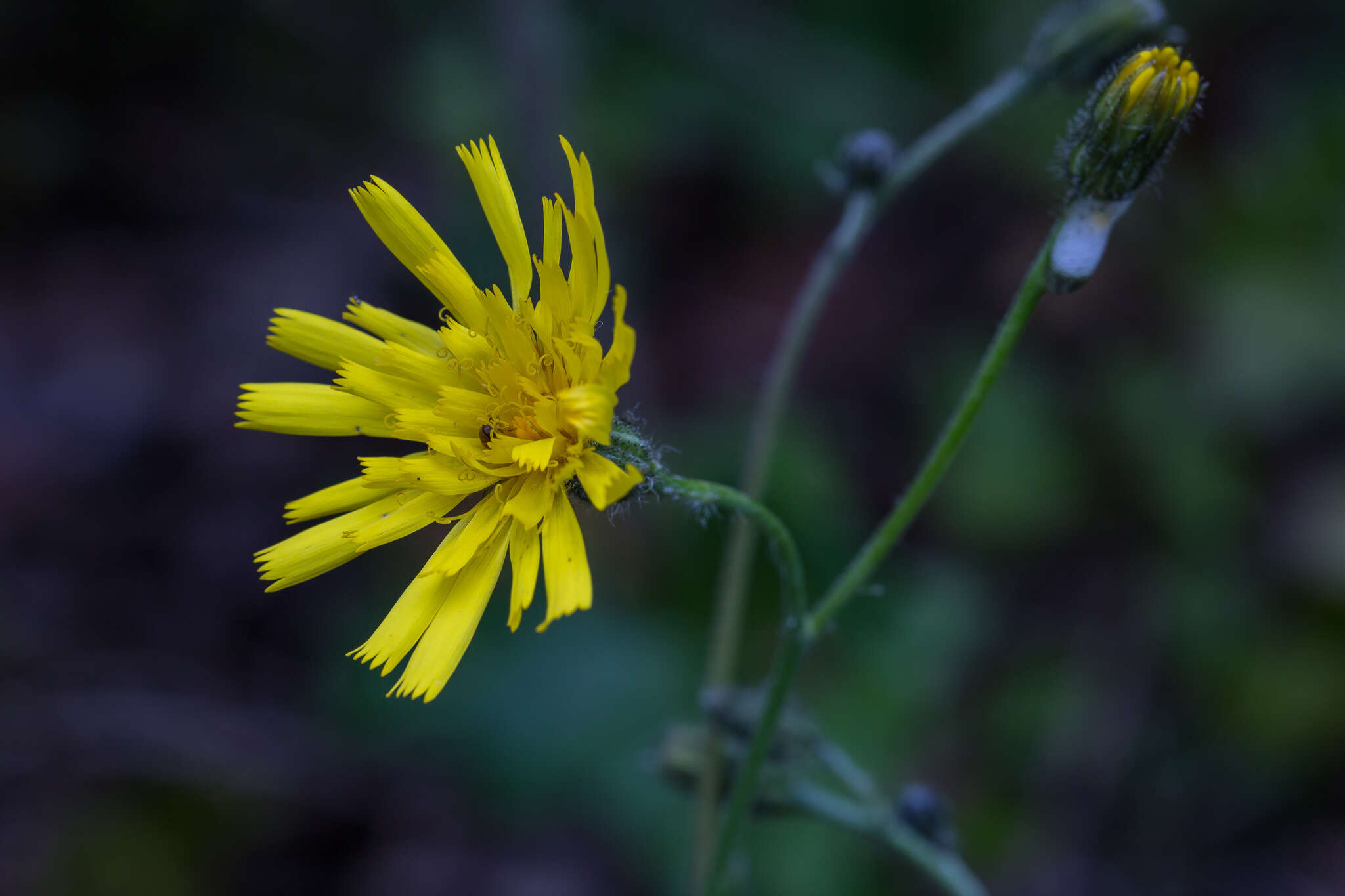 Image of Hieracium glaucinum Jord.