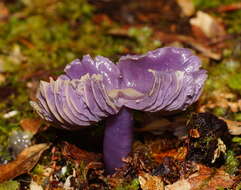 Sivun Porpolomopsis lewelliniae (Kalchbr.) Lodge, Padamsee & S. A. Cantrell 2013 kuva