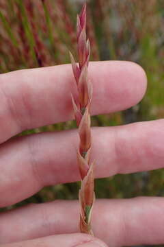 Image of Elegia stipularis Mast.