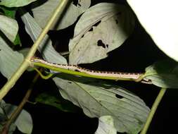 صورة Psammodynastes pictus Günther 1858