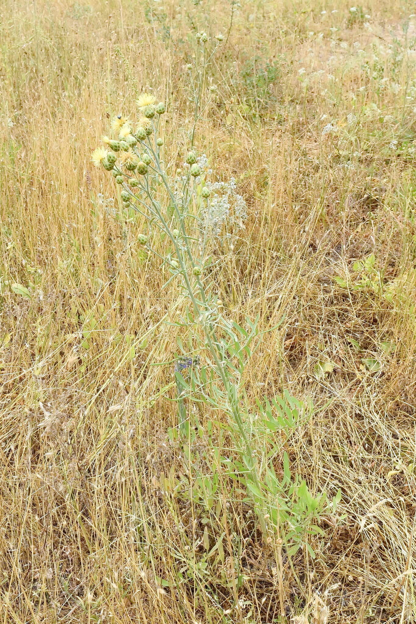 Image of Centaurea salonitana Vis.
