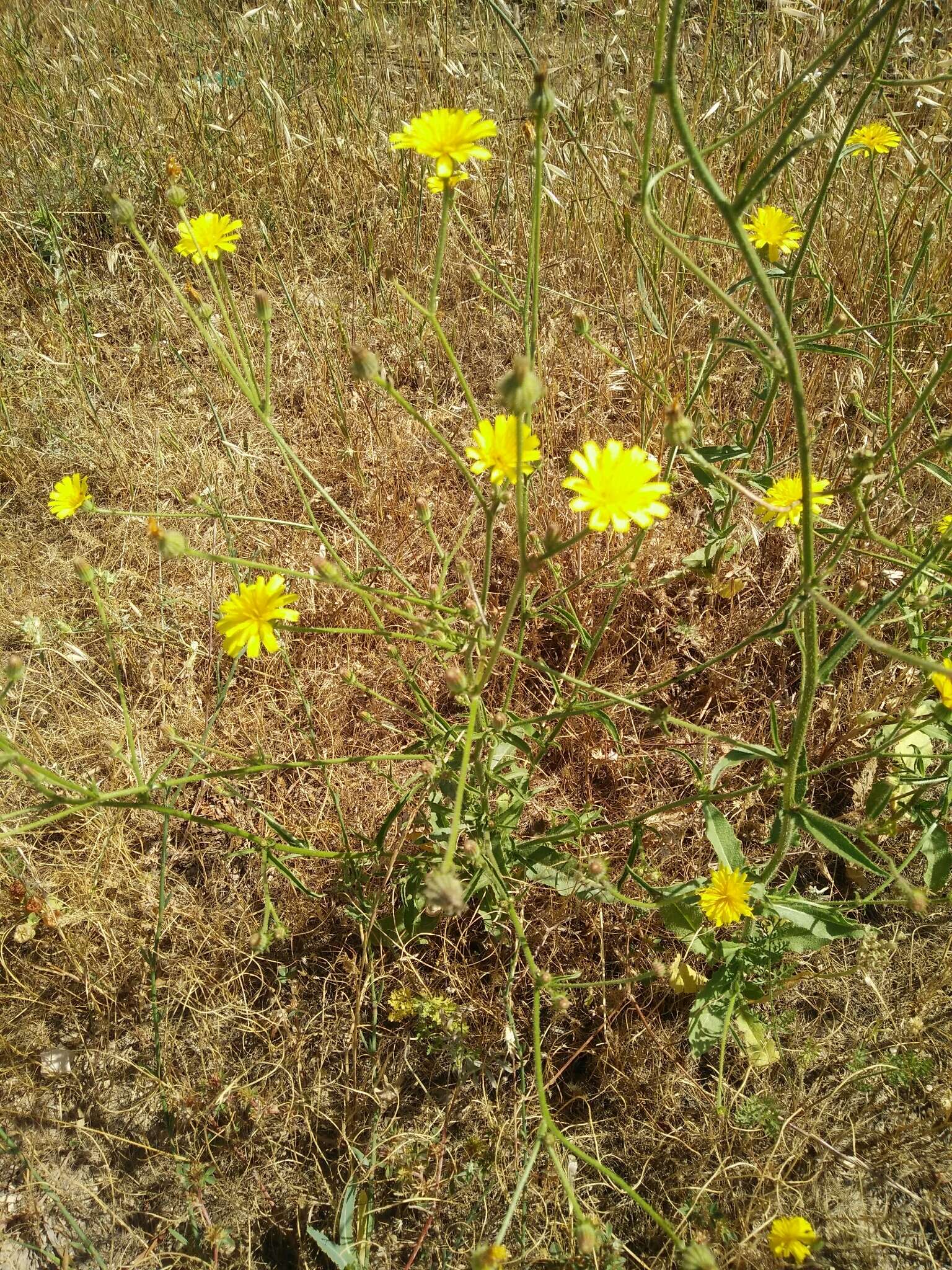 Image of bitterweed