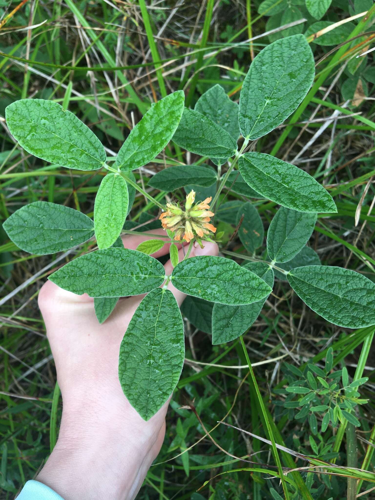 Слика од Rhynchosia tomentosa (L.) Hook. & Arn.