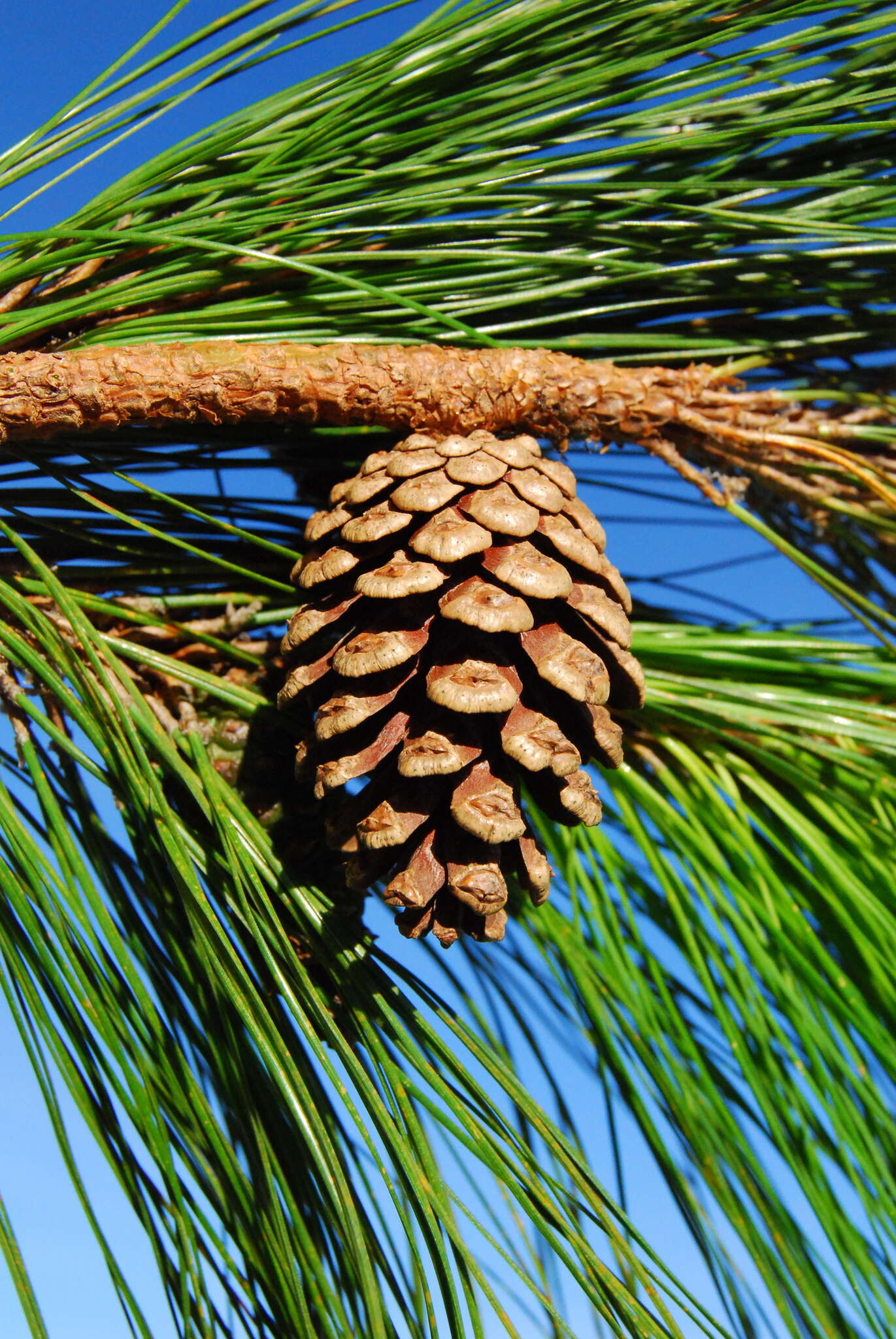 Image of Herrera's Pine