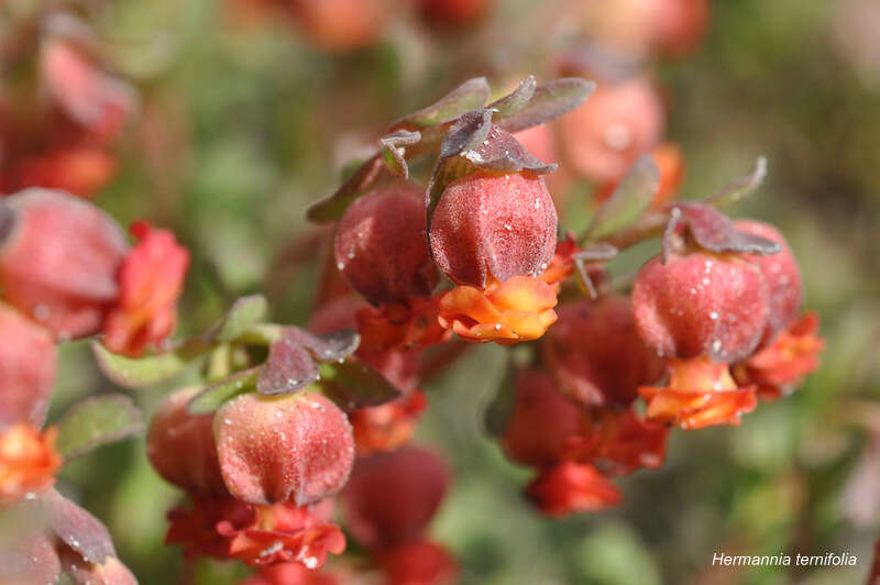 Hermannia ternifolia C. Presl的圖片