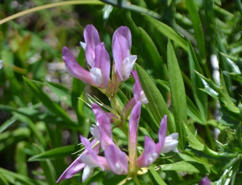 Image of alpine clover