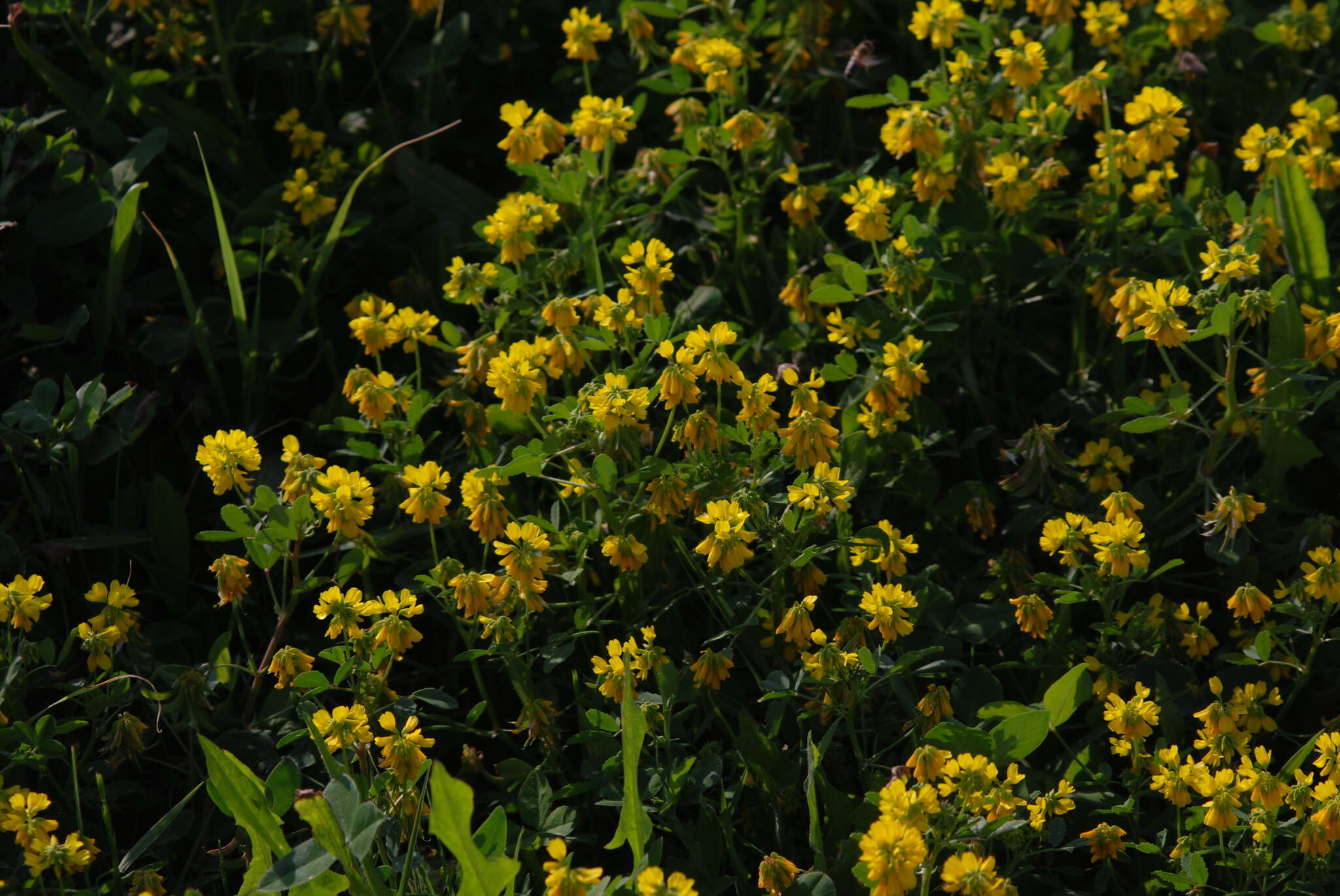 Image of cultivated fenugreek