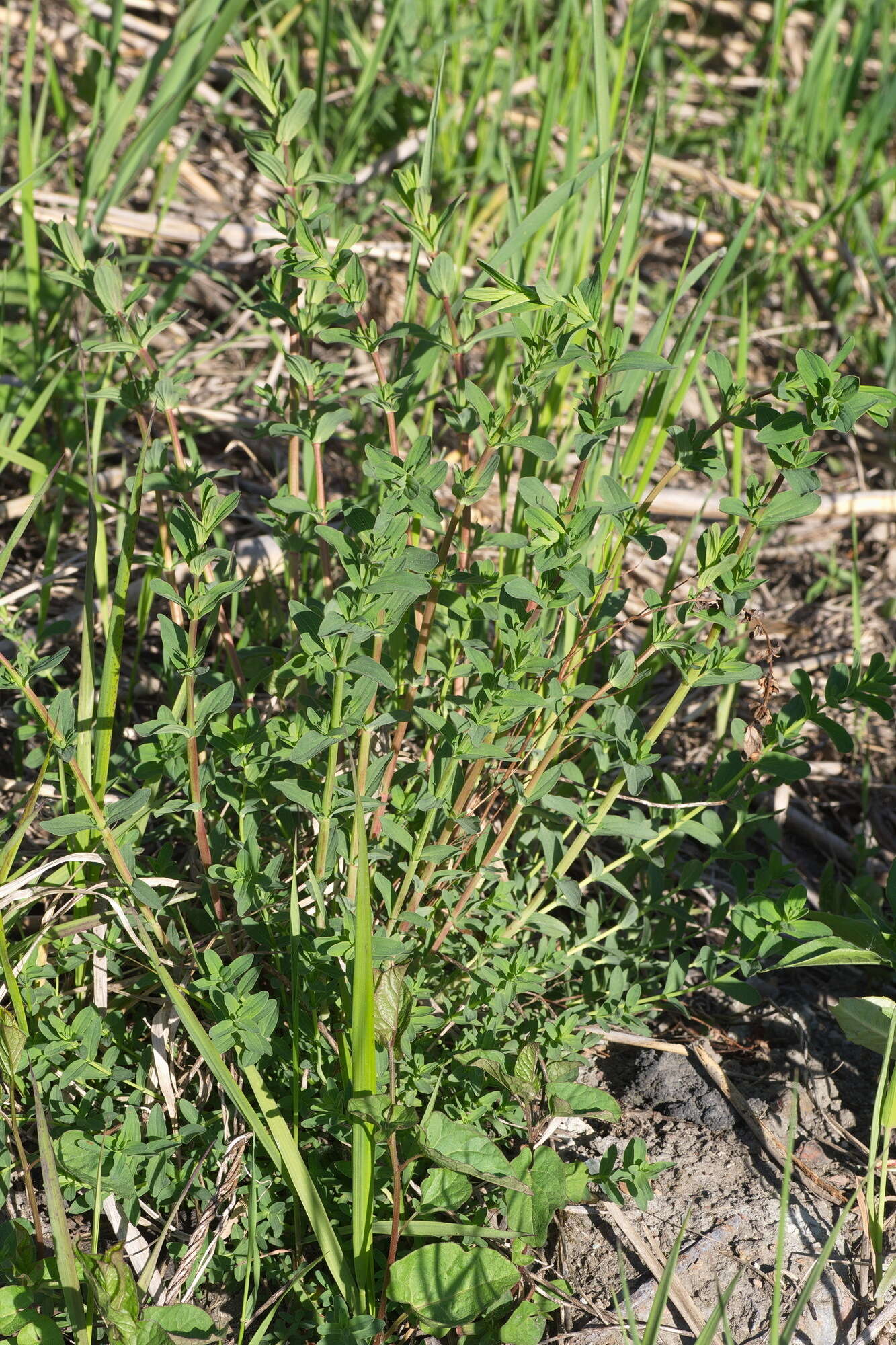 Image of spotted St. Johnswort