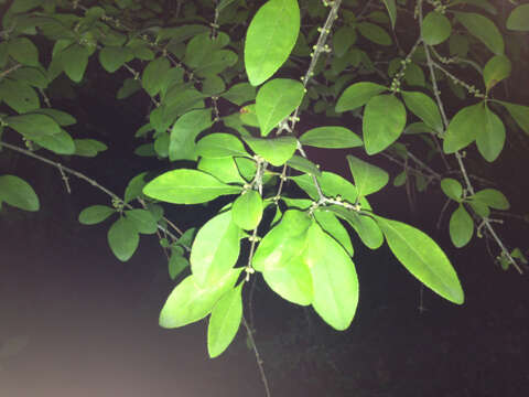 Image of Upland Swamp-Privet