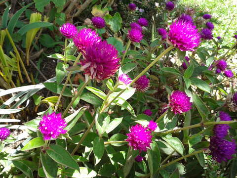 Image of Globe Amaranth