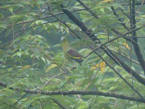 Image of Ashy-headed Green Pigeon