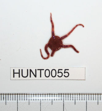 Image of <i>Ophiura robusta</i> (Ayres 1852)