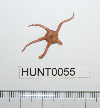 Image of <i>Ophiura robusta</i> (Ayres 1852)