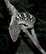 Image of Henkel’s flat-tailed gecko