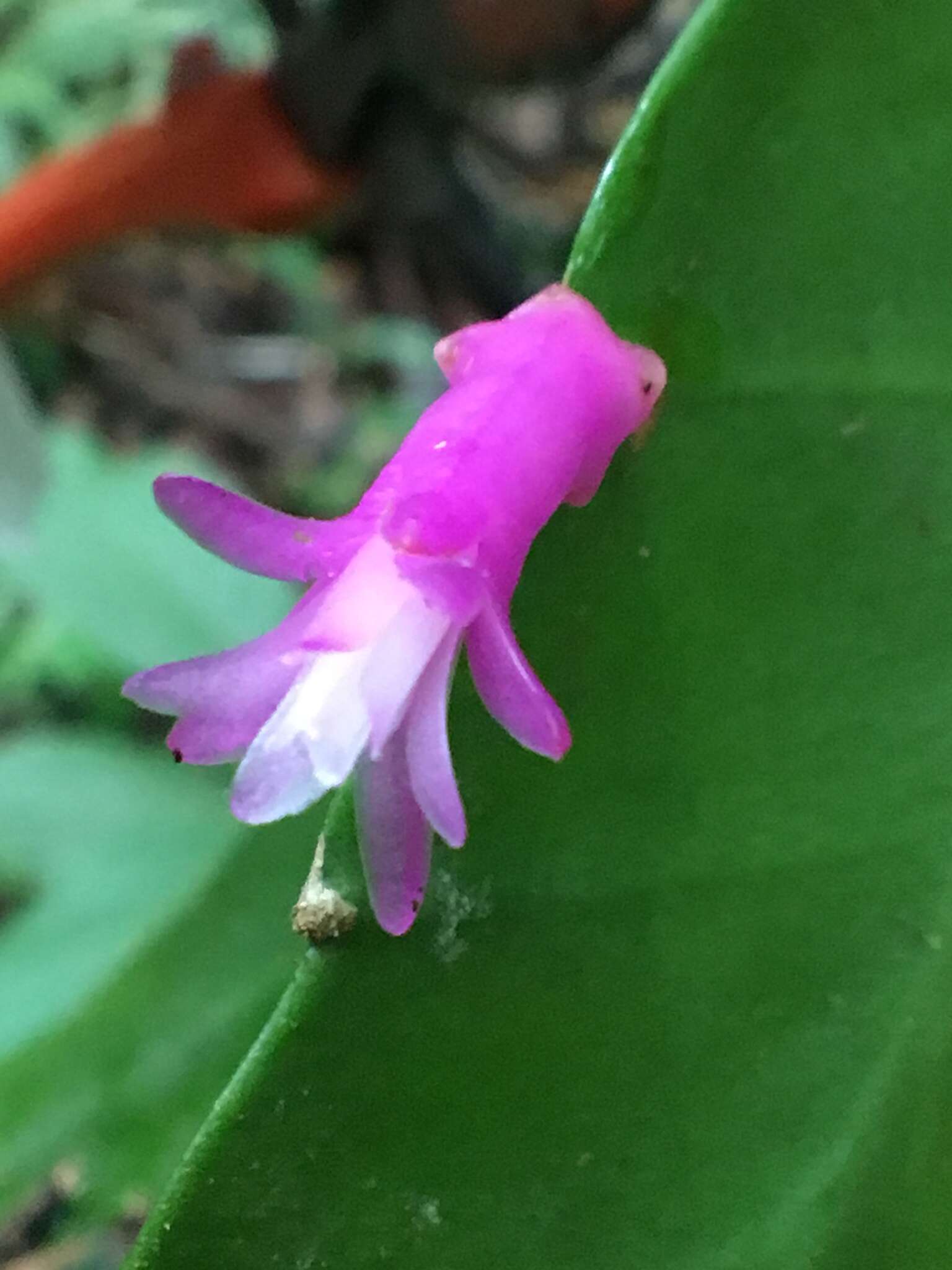 Image of Pseudorhipsalis amazonica (K. Schum.) Ralf Bauer