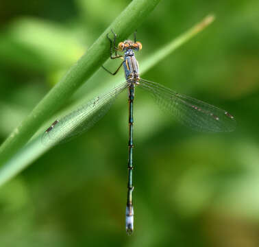 صورة Lestes unguiculatus Hagen 1861