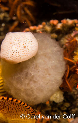 Image of Furred sponge crab