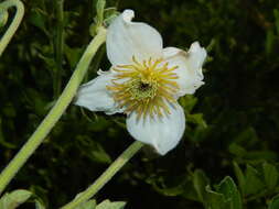 Image of Clematis villosa DC.