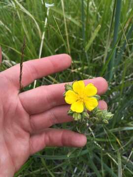 Image of combleaf cinquefoil