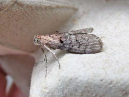 Image of Double-humped Pococera Moth