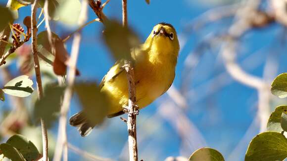 Imagem de Zosterops luteus Gould 1843