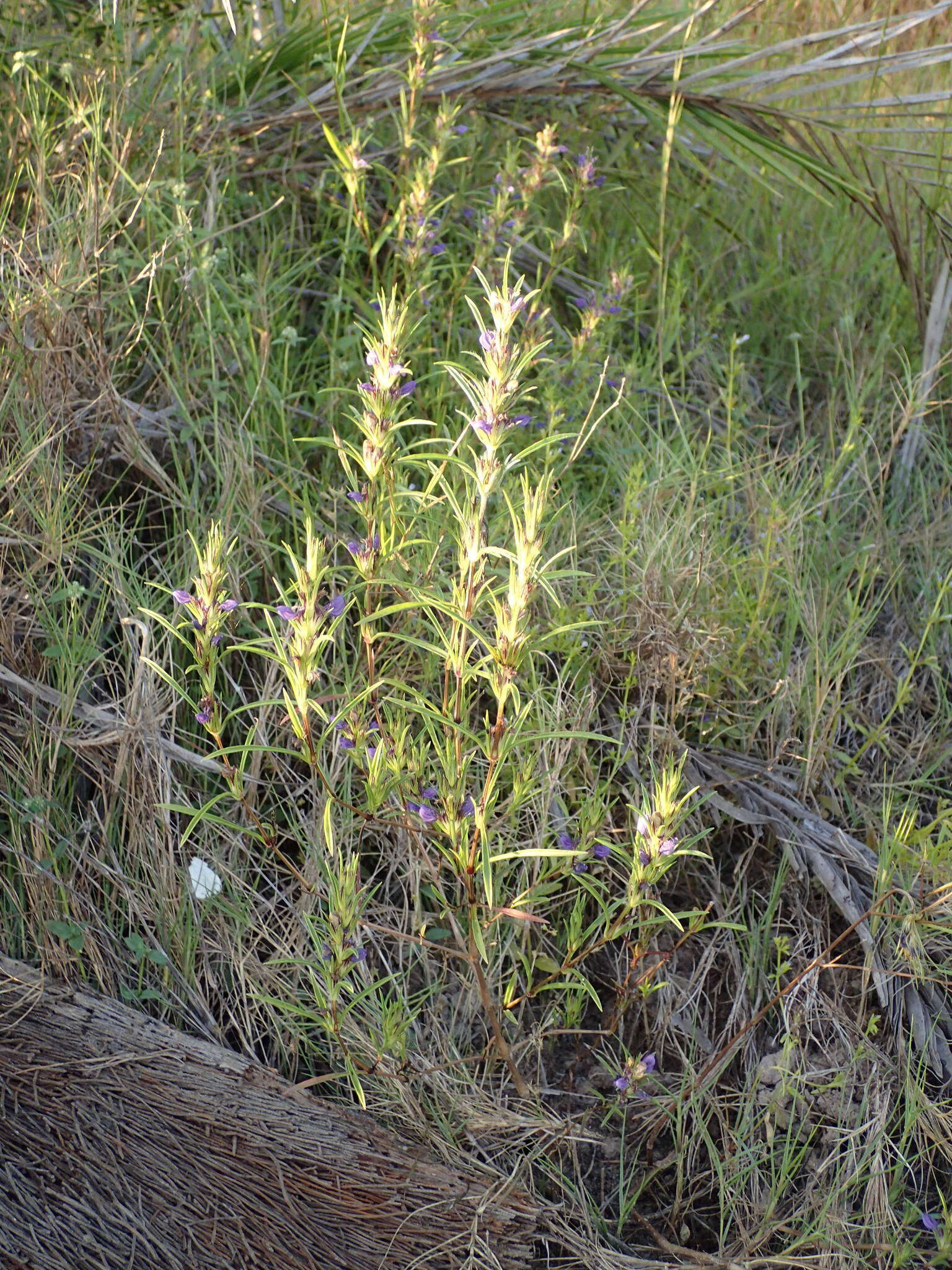 Hygrophila micrantha (Nees) T. Anders.的圖片