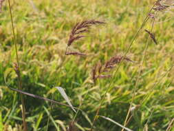 Image of Rice-Field Grass