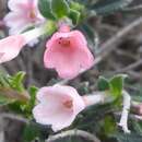 Lithodora hispidula subsp. versicolor Meikle resmi