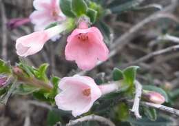 Plancia ëd Lithodora hispidula subsp. versicolor Meikle