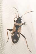 Image of Raglius confusus (Reuter & O. M. 1886)