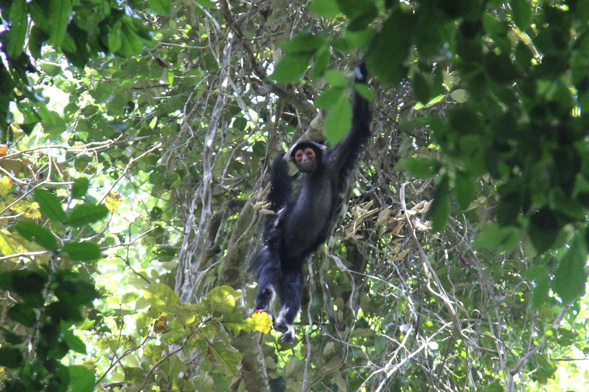 Image of Red-faced Spider Monkey