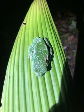 Image of Fringe Treefrog