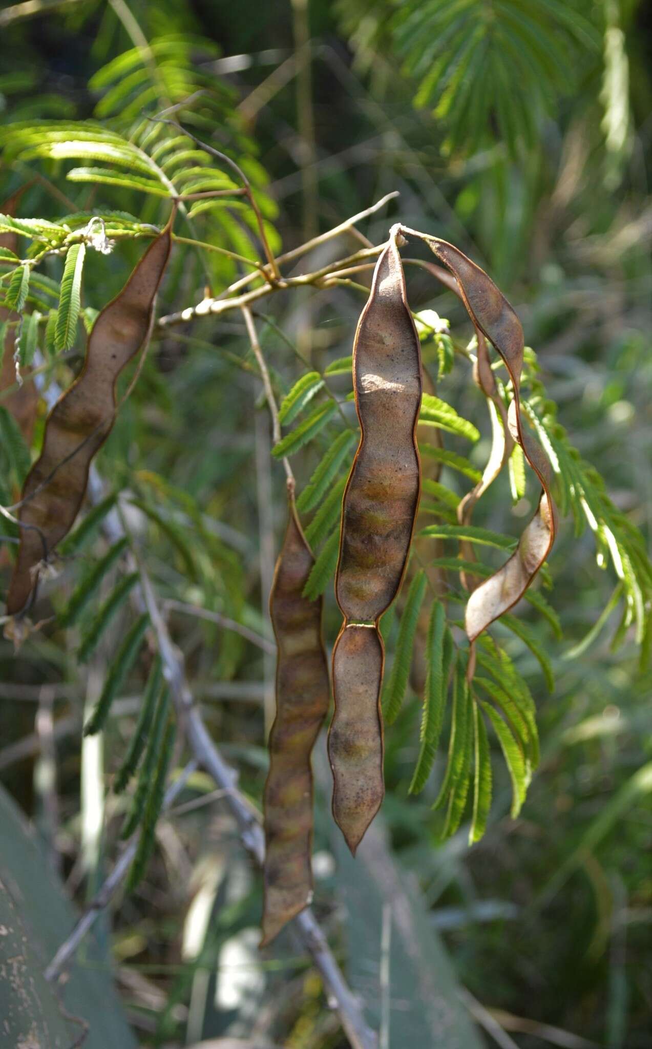 Image of Flame thorn