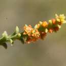 Image of Leptomeria squarrulosa R. Br.