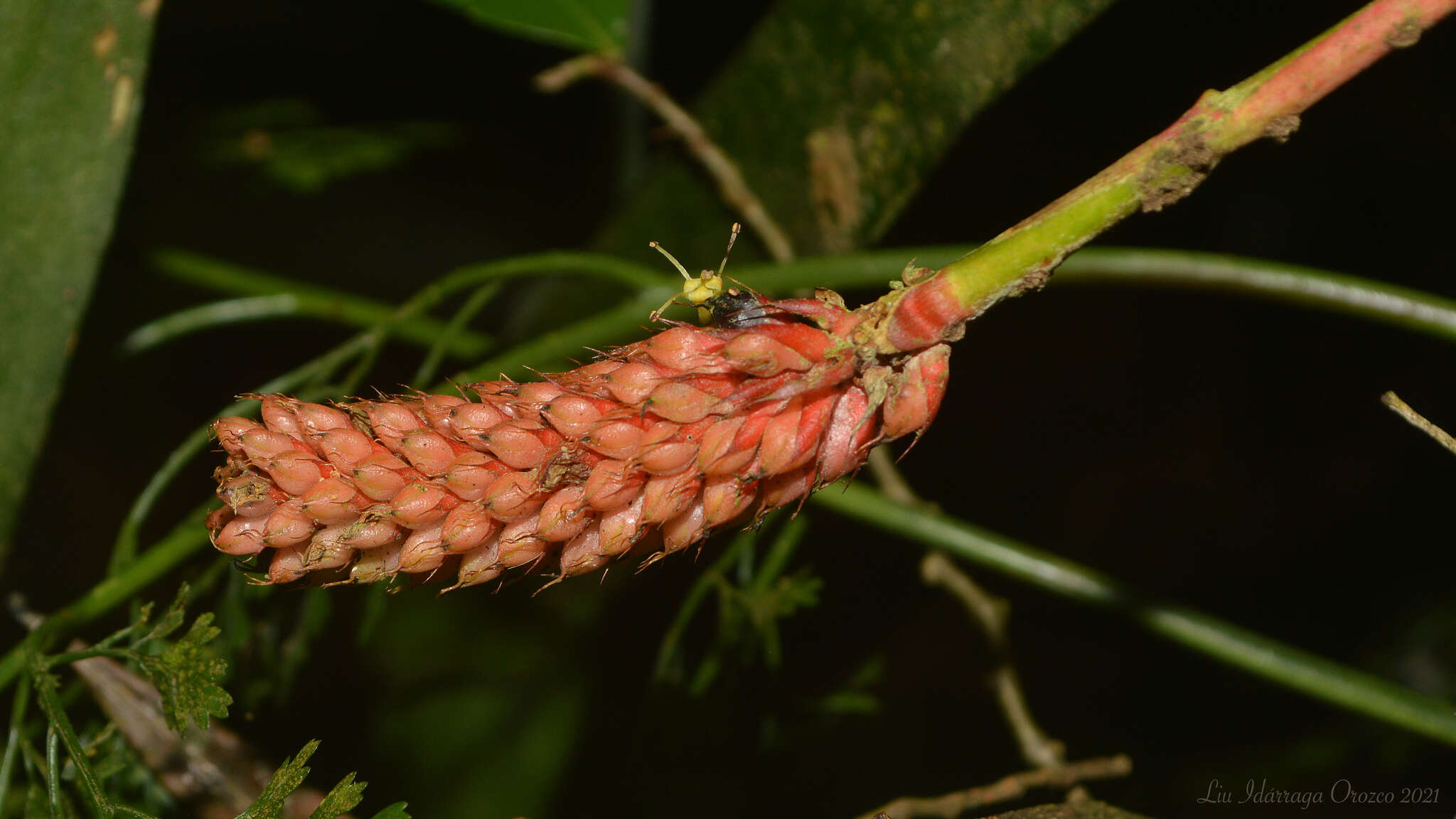 Image of Aechmea blumenavii Reitz