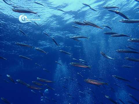 Image of Atlantic Chub Mackerel