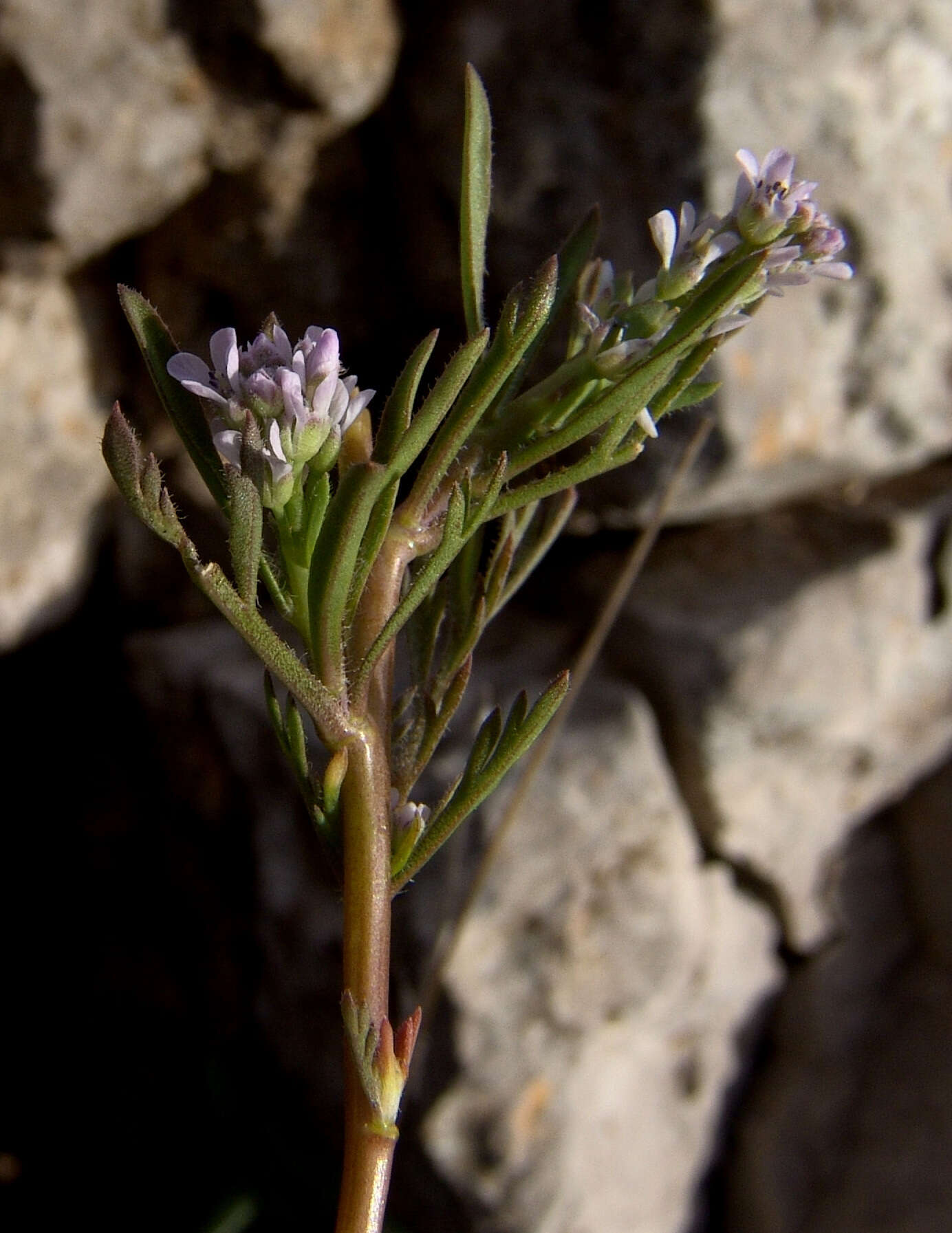 Image de Cresson alénois