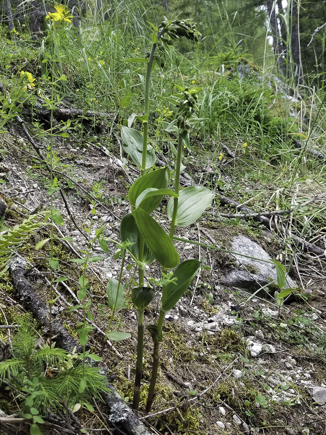 Imagem de Epipactis helleborine subsp. orbicularis (K. Richt.) E. Klein