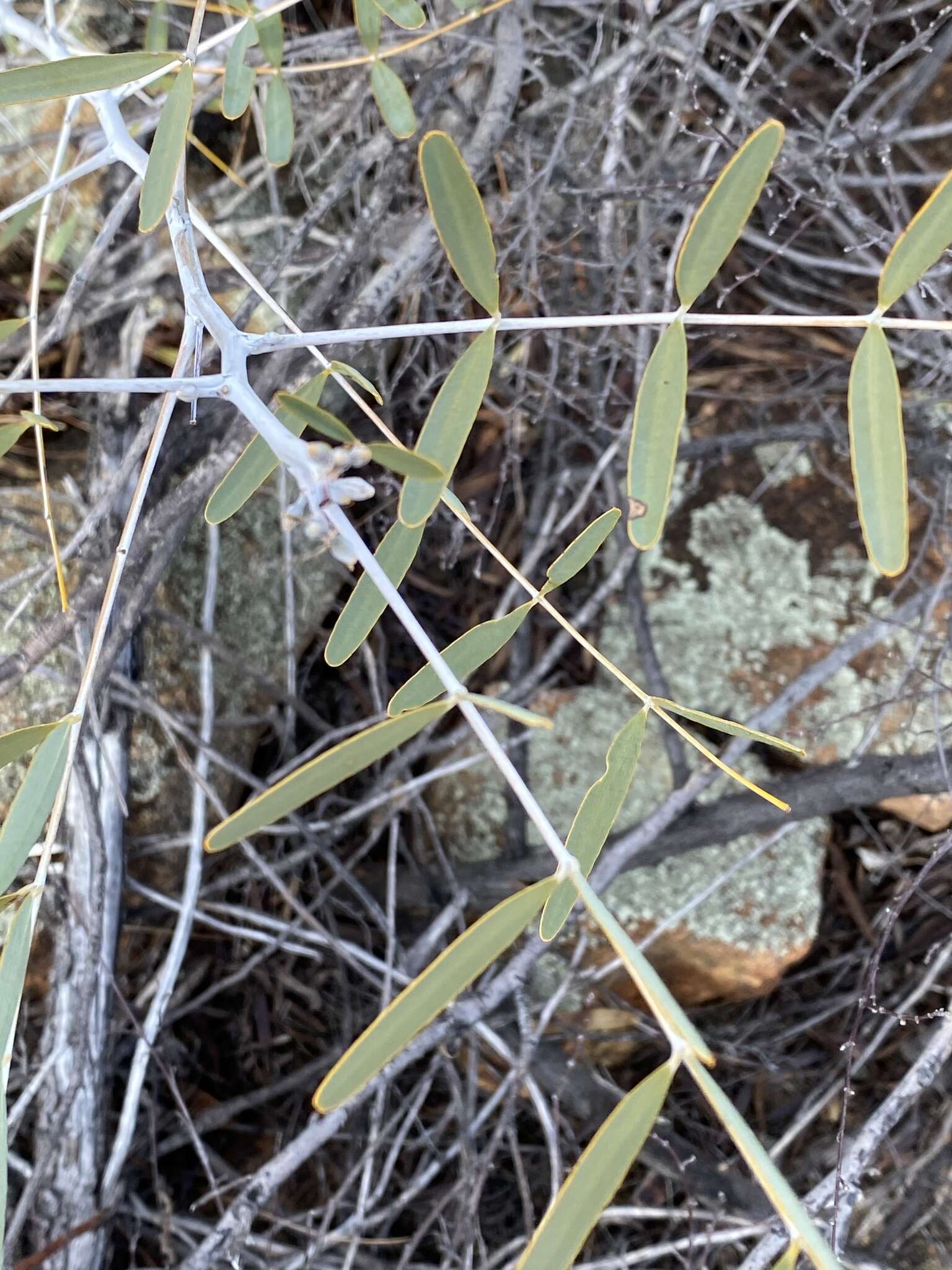 Image of <i>Senna pleurocarpa</i>