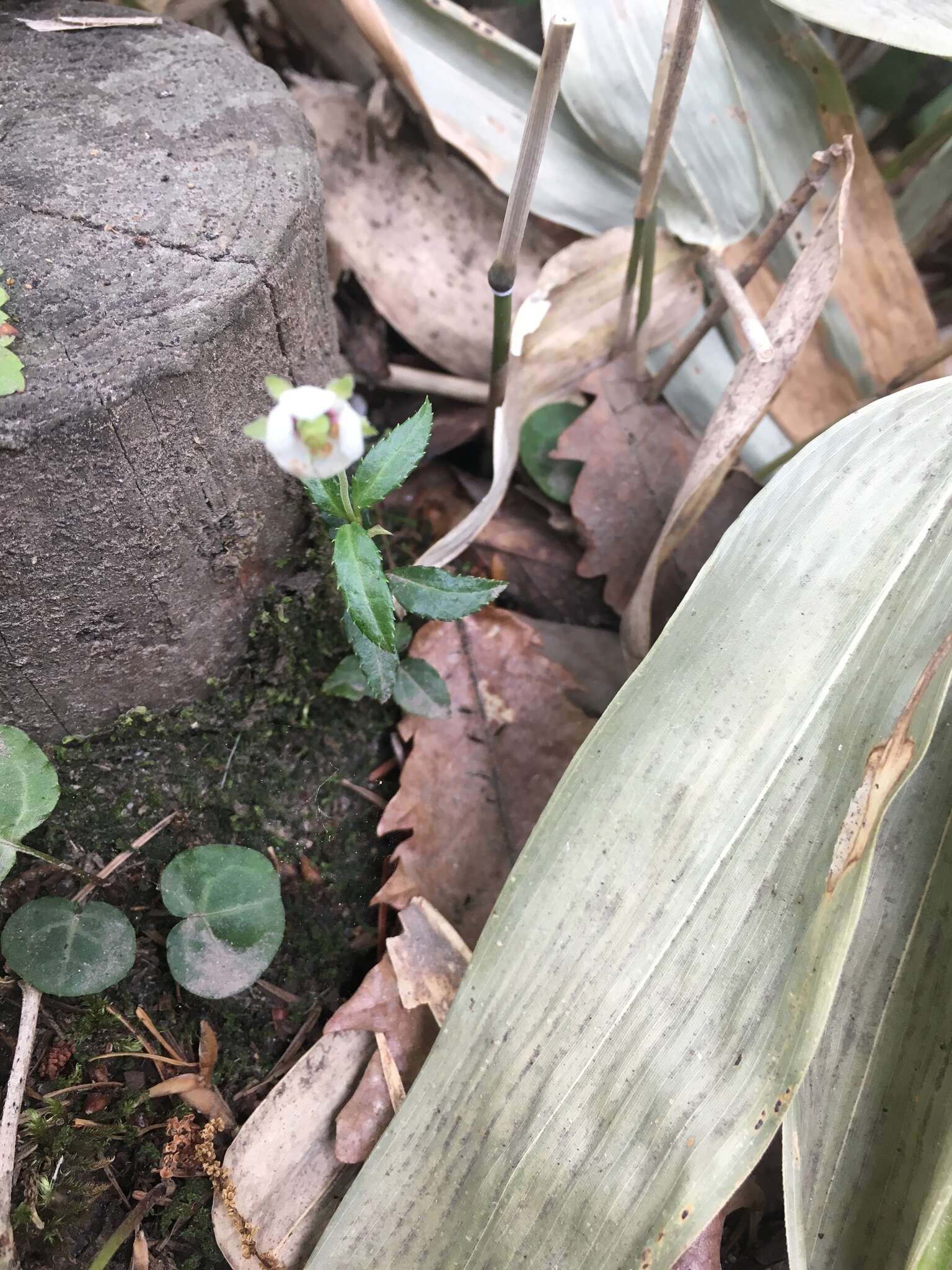 Image of Chimaphila japonica Miq.