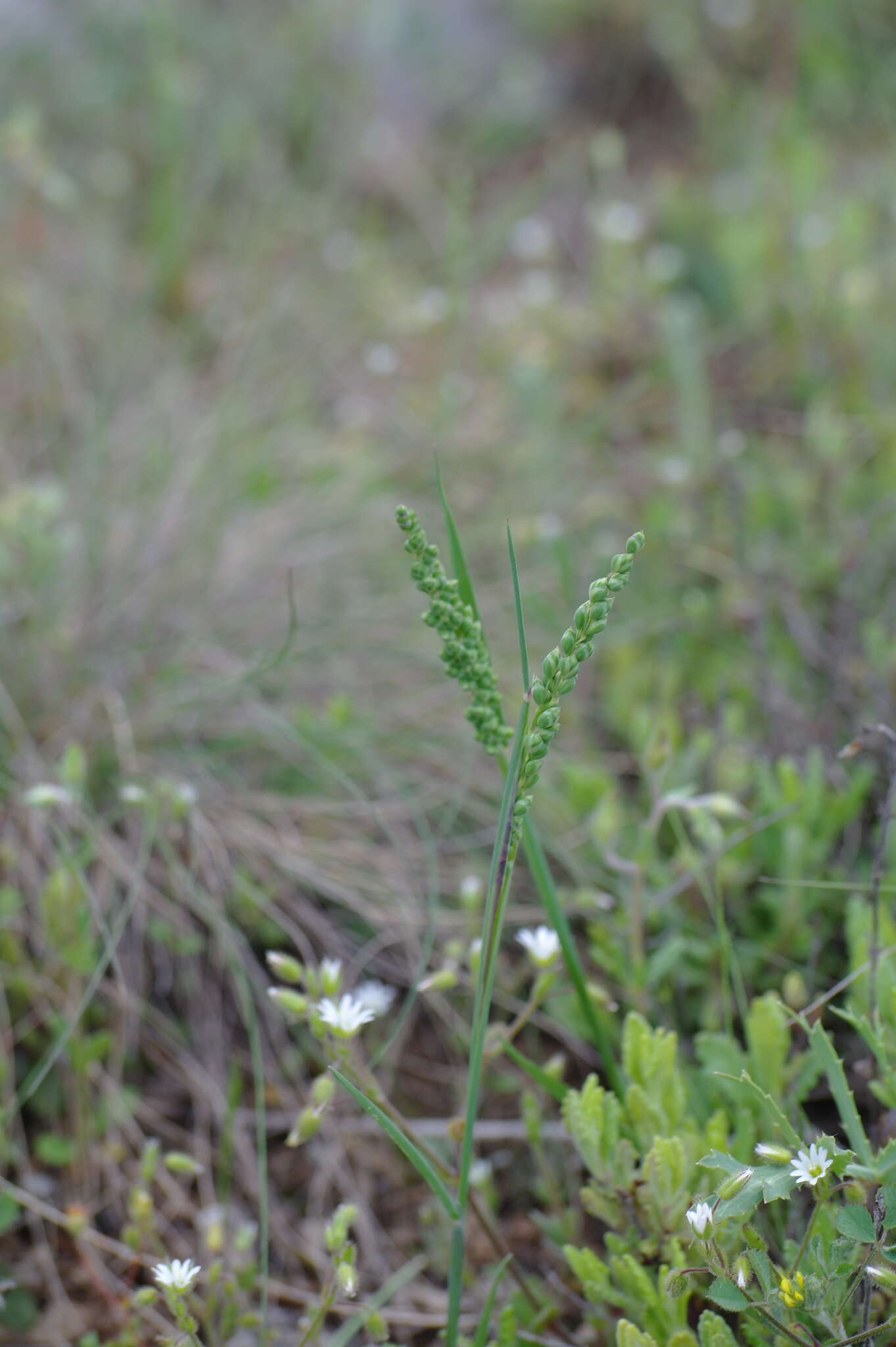 Image of quakinggrass