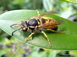 Image of German Wasp